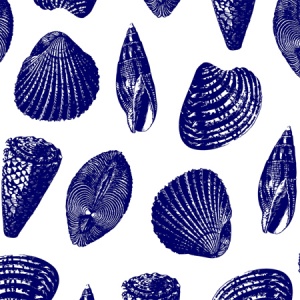 Seashells